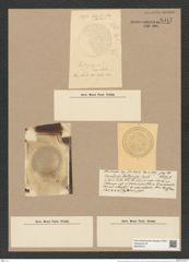 Coscinodiscus lentiginosus Jan. (de-Toni-Nr.: Genus 202, Species 4936) Zeichnungen Sammlung Grunow Nr. 8517 (NHMW-BOT-W0378141)